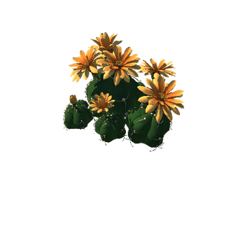 Flower Gymnocalycium horstii 2